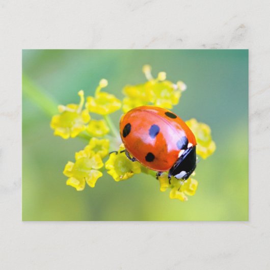 Carte Postale dame sur le dessus (Devant)
