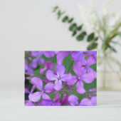 Carte postale : Dames Rocket (Hesperis matronalis) (Debout devant)