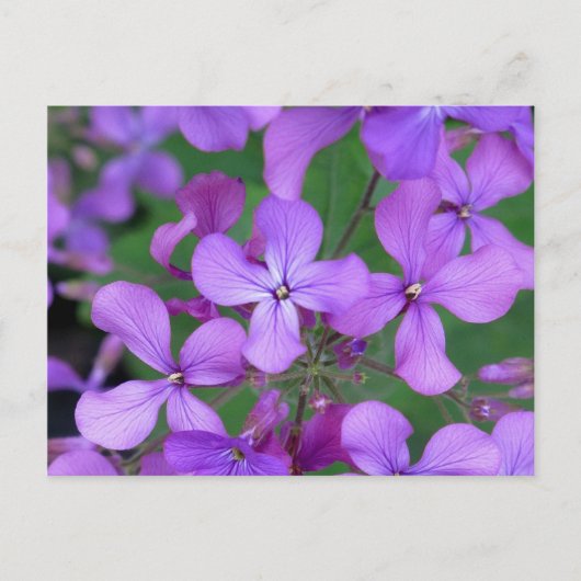 Carte postale : Dames Rocket (Hesperis matronalis) (Devant)
