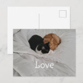 Carte postale d'amour avec un cœur de chat (Devant / Derrière)