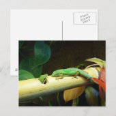 Carte postale d'amour de Gecko (Devant / Derrière)