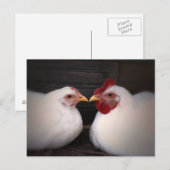 Carte postale d'amour de poulet (Devant / Derrière)