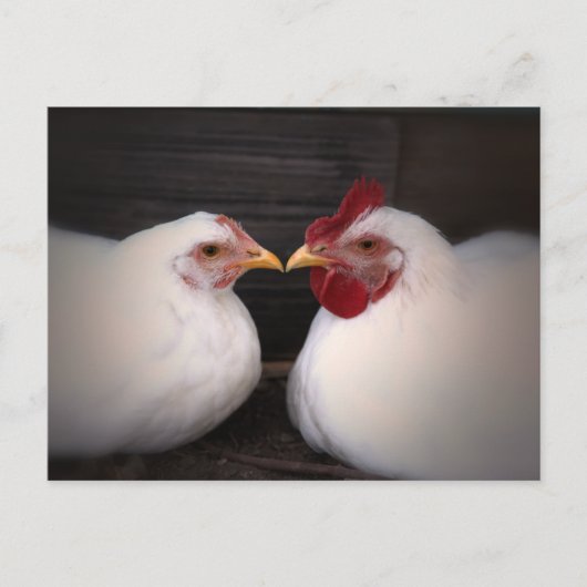 Carte postale d'amour de poulet (Devant)
