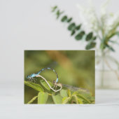 Carte Postale Damselflies Mating (Debout devant)