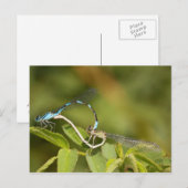 Carte Postale Damselflies Mating (Devant / Derrière)