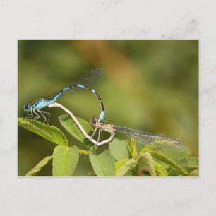 Carte Postale Damselflies Mating