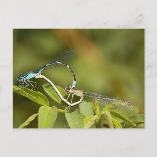 Carte Postale Damselflies Mating (Devant)