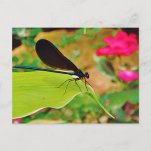 Carte Postale Damselfly et Rose