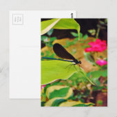 Carte Postale Damselfly et Rose (Devant / Derrière)