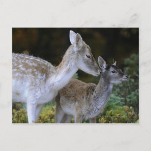 Carte Postale Damwild, Dama dama, cerf en jachère, Hirschkalb