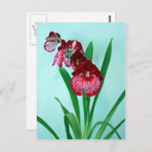 Carte Postale Dancing Ladies Orchidées (Devant / Derrière)