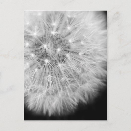 Carte Postale Dandalion (Devant)