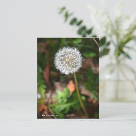 Carte Postale Dandelion (Debout devant)