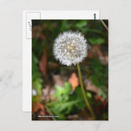 Carte Postale Dandelion (Devant / Derrière)