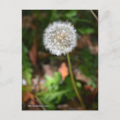 Carte Postale Dandelion (Devant)