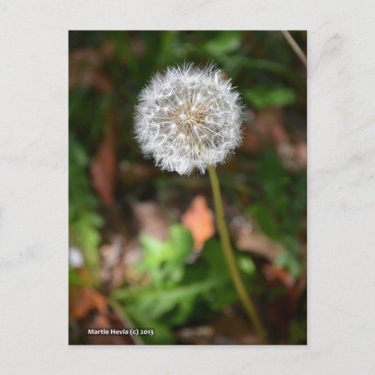 Carte Postale Dandelion (Devant)