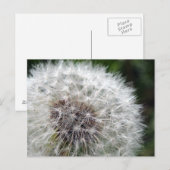 Carte Postale Dandelion (Devant / Derrière)