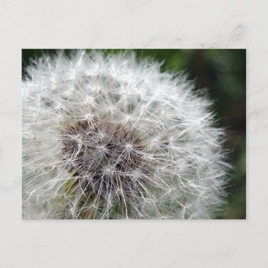 Carte Postale Dandelion (Devant)