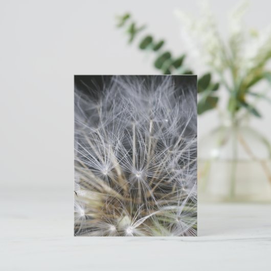 Carte Postale Dandelion (Debout devant)