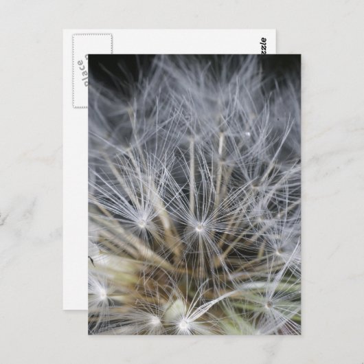 Carte Postale Dandelion (Devant / Derrière)