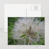Carte Postale Dandelion (Devant / Derrière)
