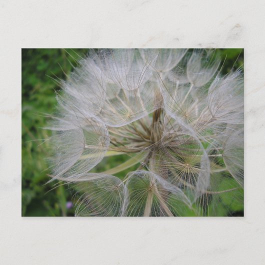 Carte Postale Dandelion (Devant)