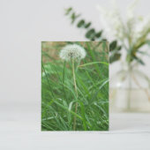 Carte Postale Dandelion (Debout devant)