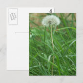 Carte Postale Dandelion (Devant / Derrière)