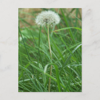 Carte Postale Dandelion
