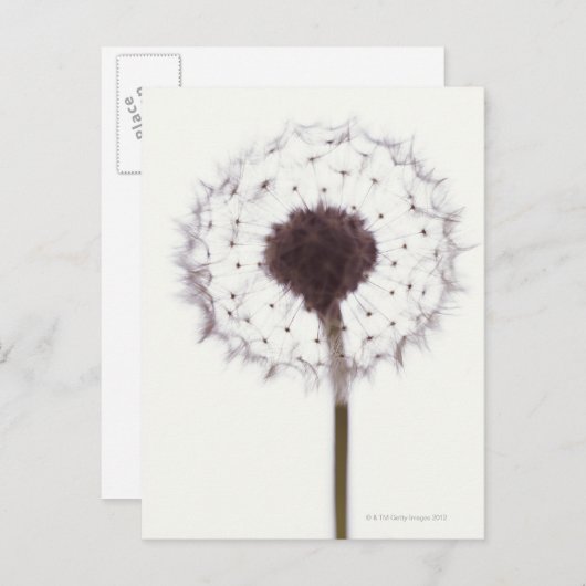 Carte Postale Dandelion (Devant / Derrière)