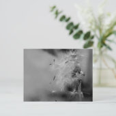 Carte Postale Dandelion (Debout devant)