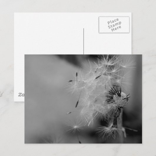 Carte Postale Dandelion (Devant / Derrière)