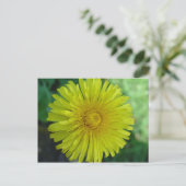 Carte postale - Dandelion (Debout devant)