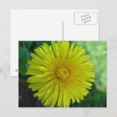 Carte postale - Dandelion (Devant / Derrière)