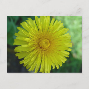 Carte postale - Dandelion