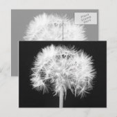 Carte postale Dandelion (Devant / Derrière)