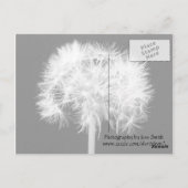 Carte postale Dandelion (Dos)
