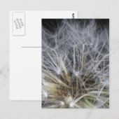 Carte Postale Dandelion (Devant / Derrière)