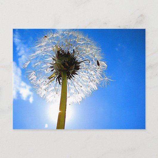 Carte postale Dandelion (Devant)