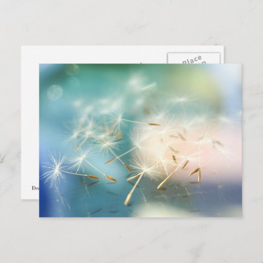 Carte Postale Dandelion (Devant / Derrière)