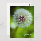 Carte postale Dandelion (Devant / Derrière)