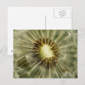 Carte Postale Dandelion (Devant / Derrière)