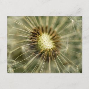 Carte Postale Dandelion