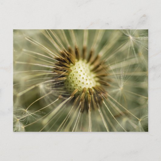 Carte Postale Dandelion (Devant)