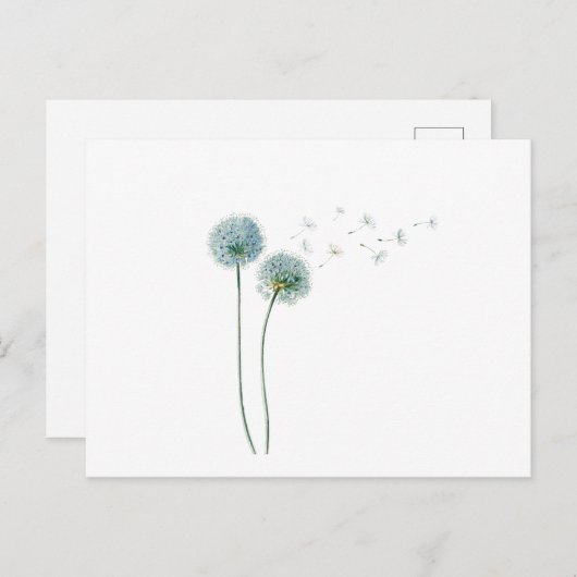 Carte postale Dandelion (Devant / Derrière)