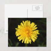 Carte Postale Dandelion (Devant / Derrière)