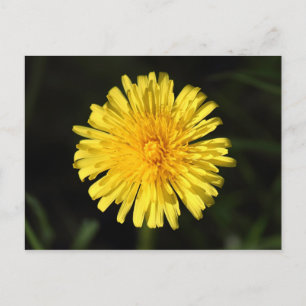 Carte Postale Dandelion