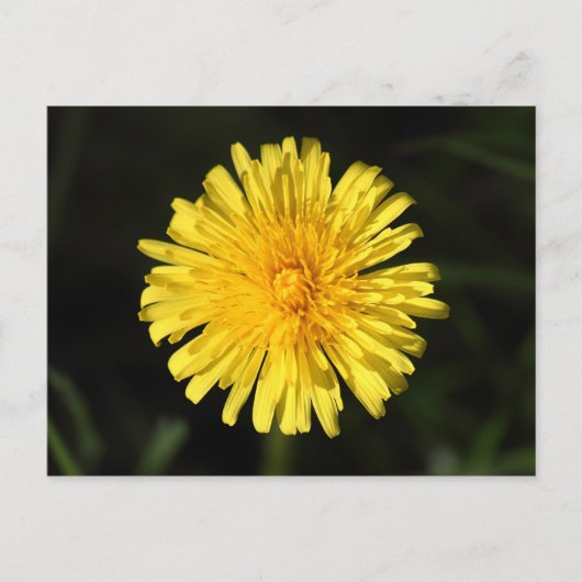Carte Postale Dandelion (Devant)