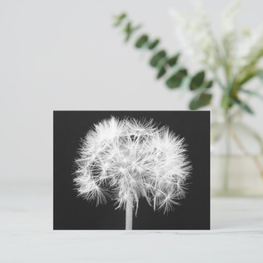 Carte postale Dandelion (Debout devant)