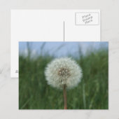 Carte postale Dandelion (Devant / Derrière)